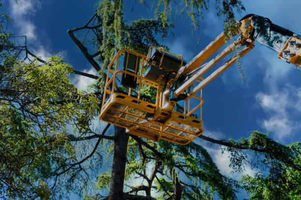 The Steps Involved in Our Tree Care Process in Kenmore, WA